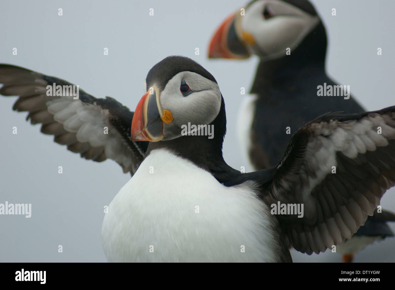 Atlantic puffin (Fratercula arctica) flappping his wings on Machais Seal Island, Maine, United States Stock Photo