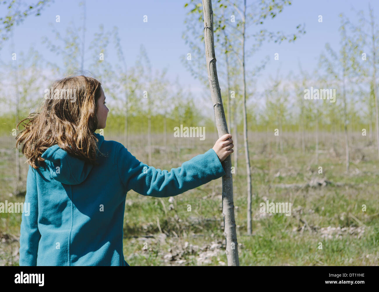 Ten year old girl standing next to commercially grown poplar tree on