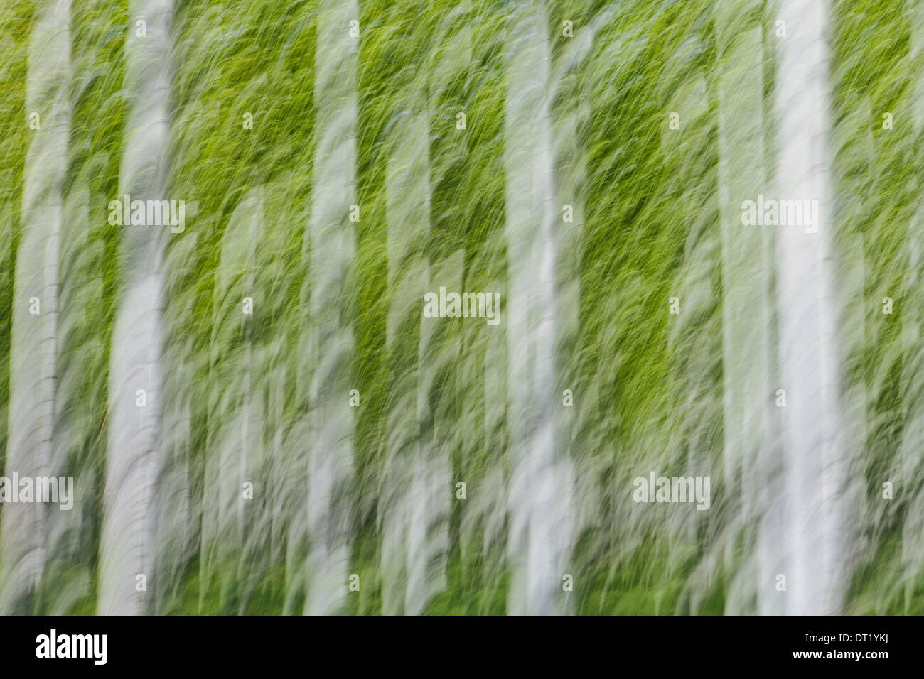 Rows of commercially grown poplar trees on a tree farm near Pendleton
