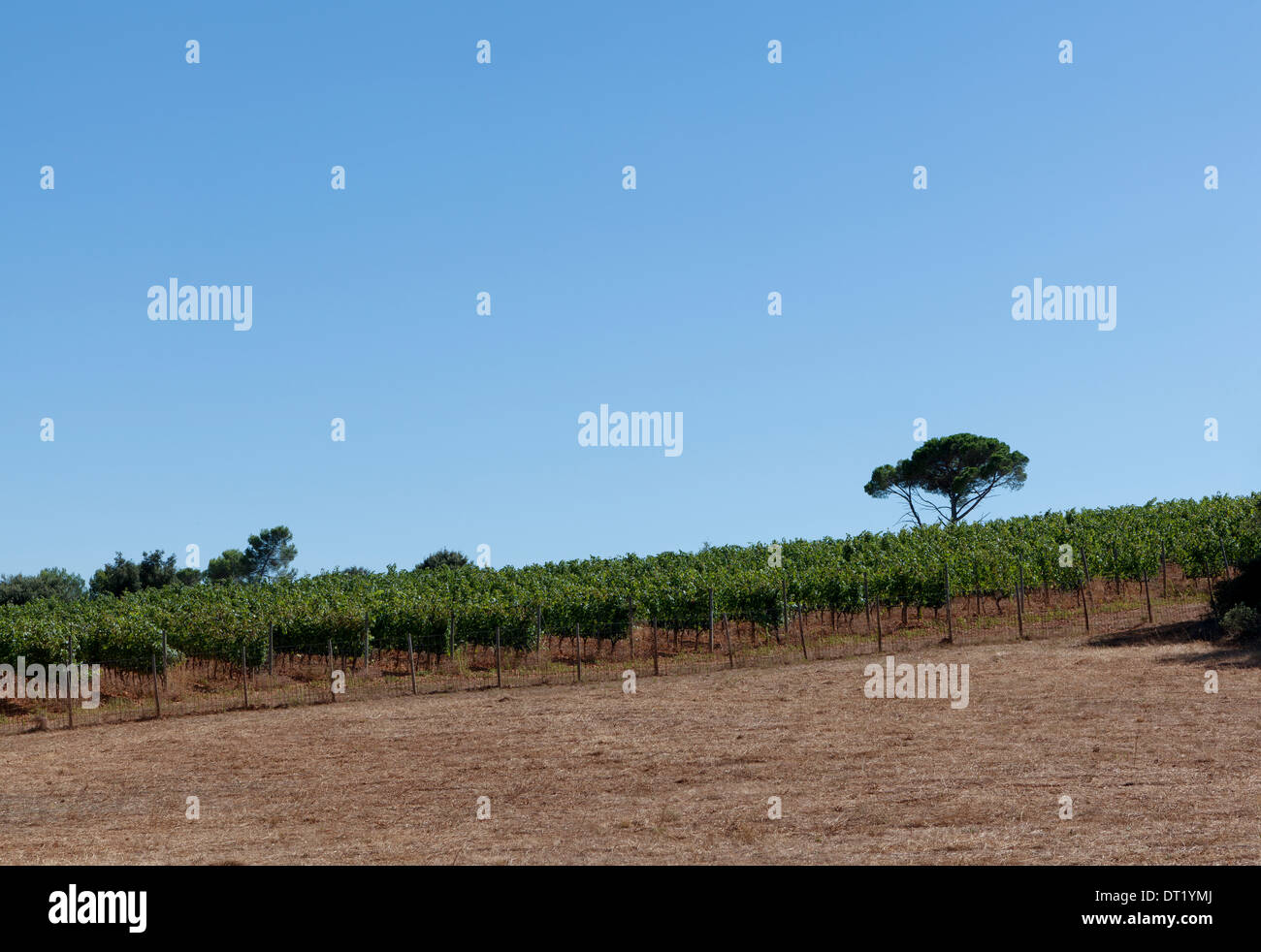 wine growing in the south of France with pine trees in the background Stock Photo