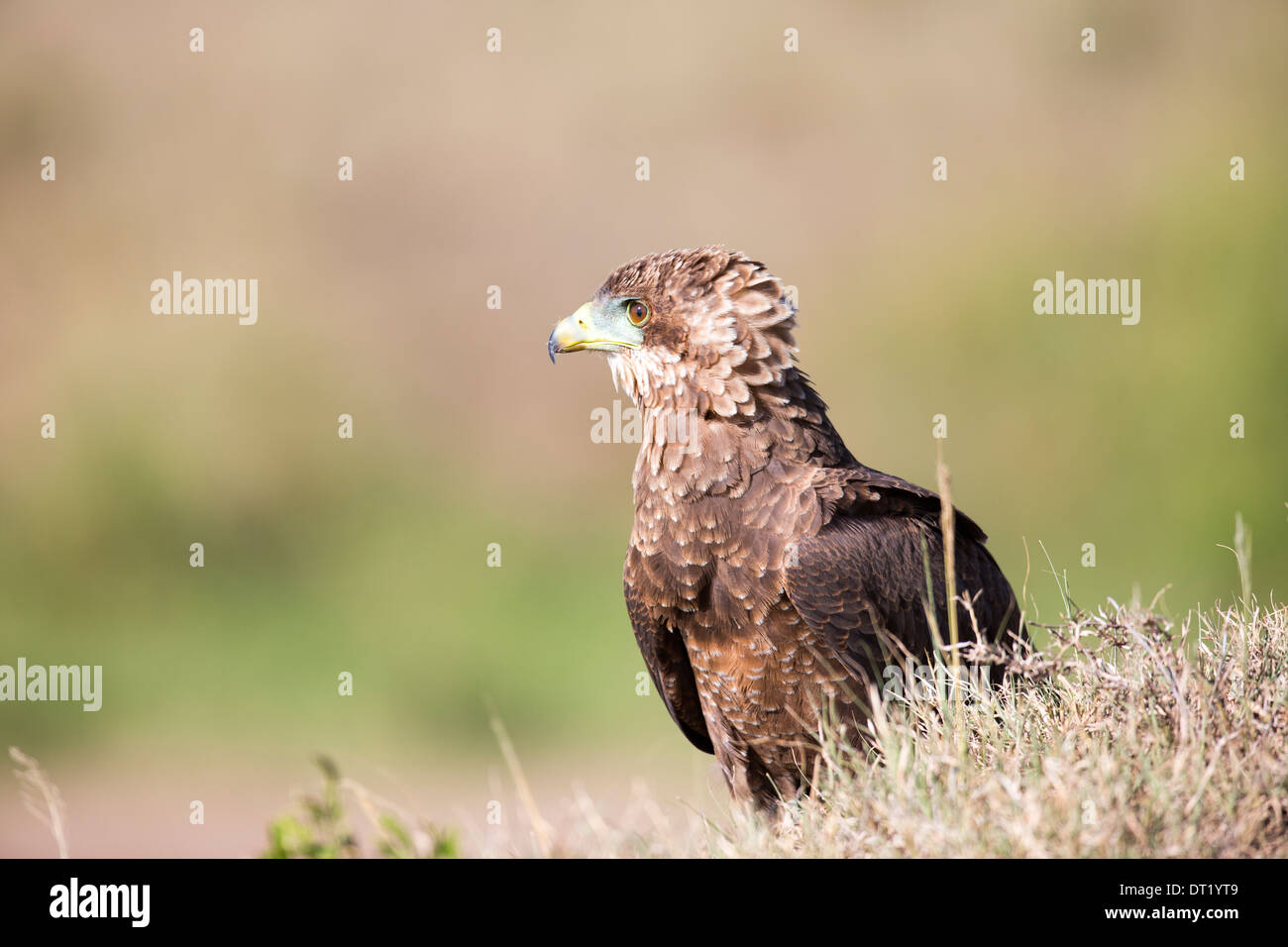 Landscape image of a Juvenile Bateleur Eagle ( Terathopius ecaudatus ). sideways on looking into the distance Stock Photo
