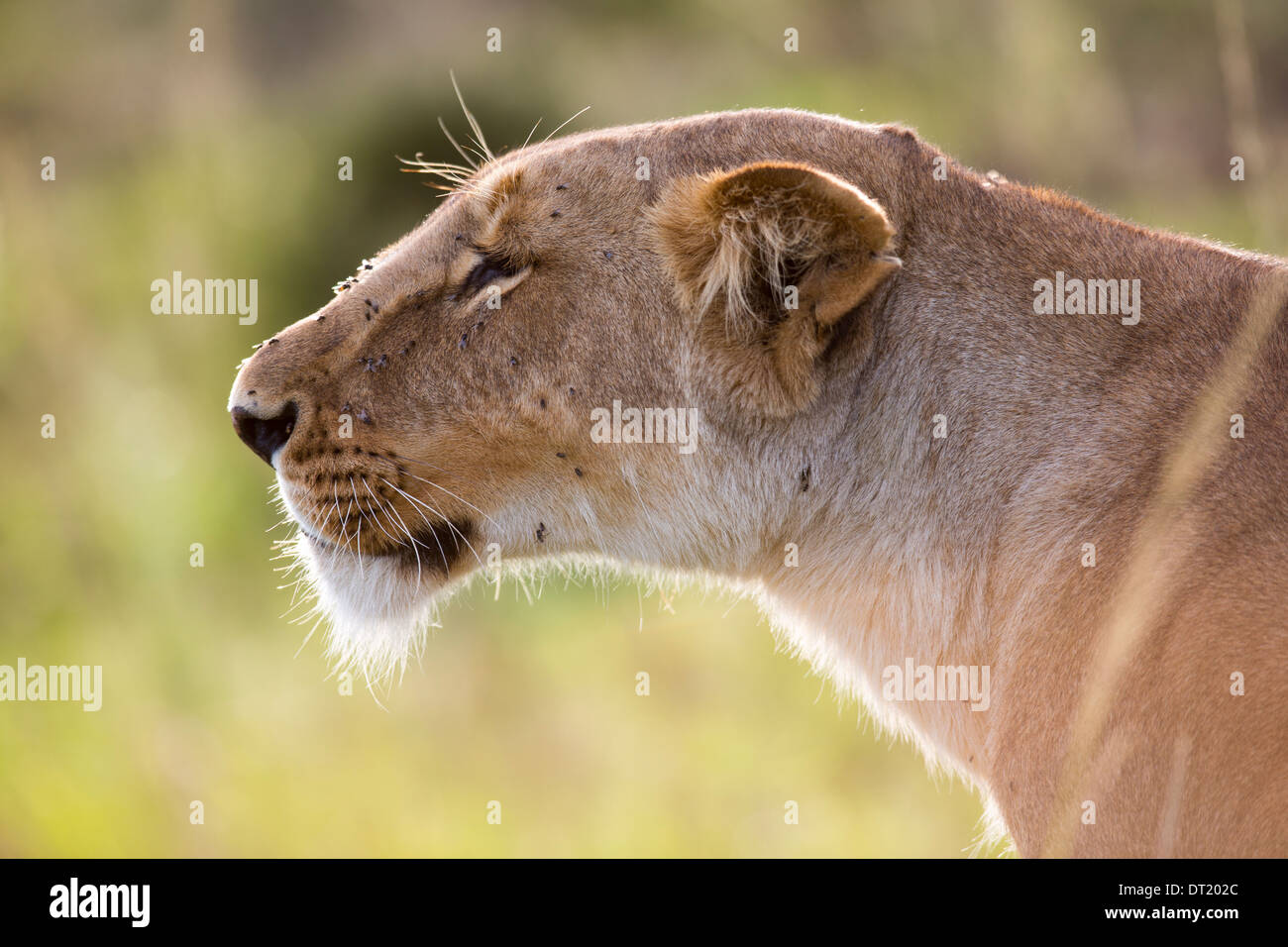 Lioness part of the famous Marsh lion pride of the Maasai Mara Kenya  (Panthera leo) Stock Photo