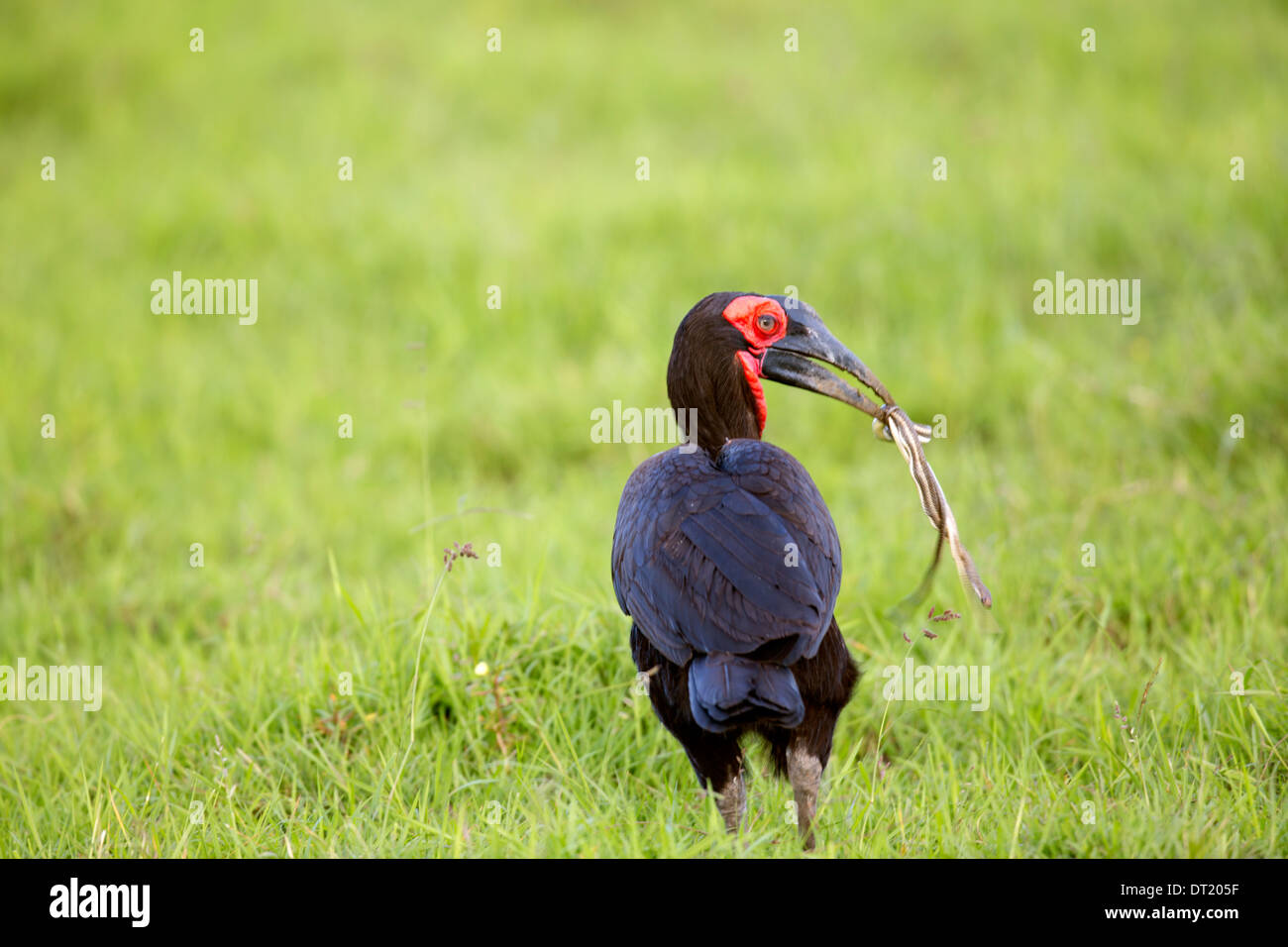 The Southern Ground Hornbill ( Bucorvus leadbeateri ) also known as Bucorvus cafer with snake coiled in its beak Stock Photo