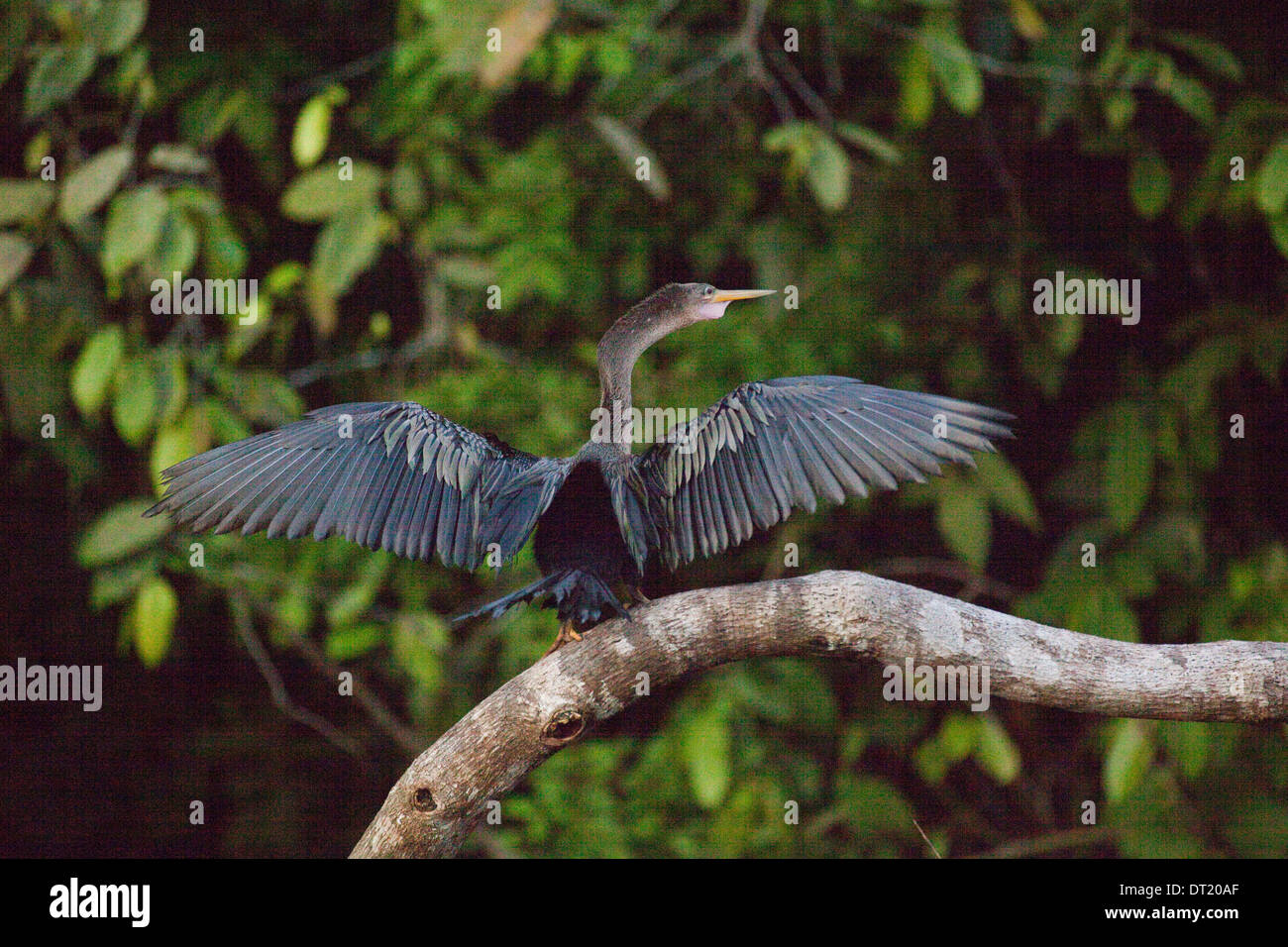 Anhinga or Snake Bird (Anhingha anhinga). Wings drying in the sun after a period of immersion whilst fishing. Costa Rica. Stock Photo