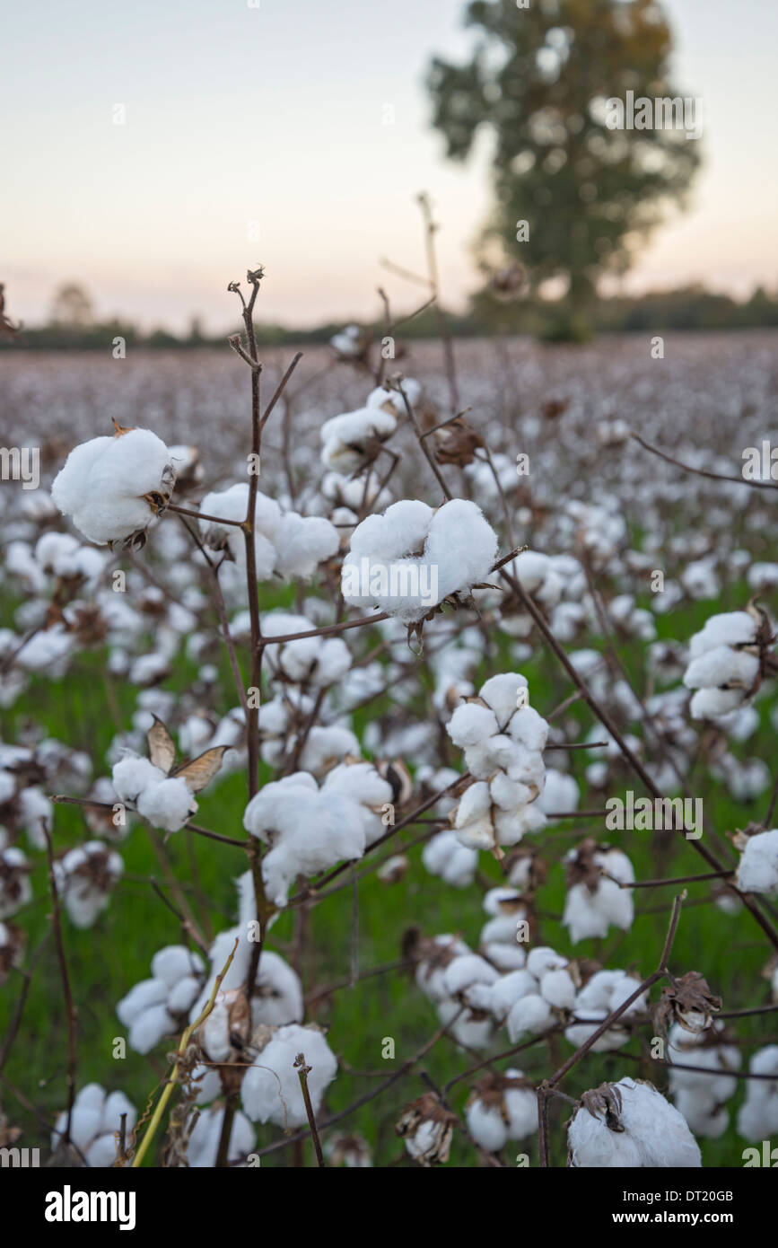 Cotton In The U S High Resolution Stock Photography and Images Alamy