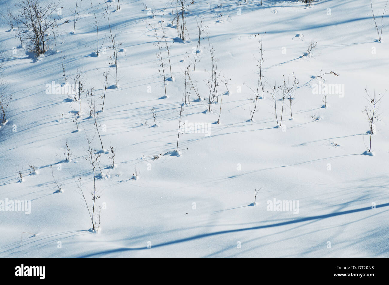 Snow background with shadows and small trees Stock Photo - Alamy