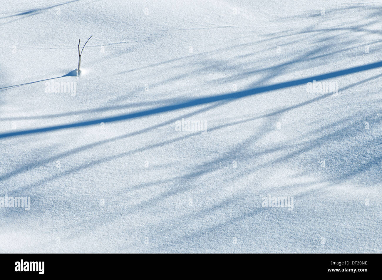 Snow background with shadows of trees Stock Photo - Alamy