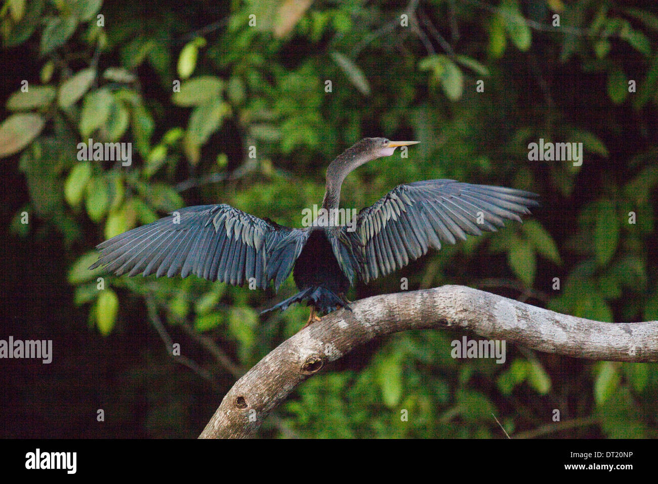 Anhinga or Snake Bird (Anhingha anhinga). Wings drying in the sun after a period of immersion whilst fishing. Costa Rica. Stock Photo