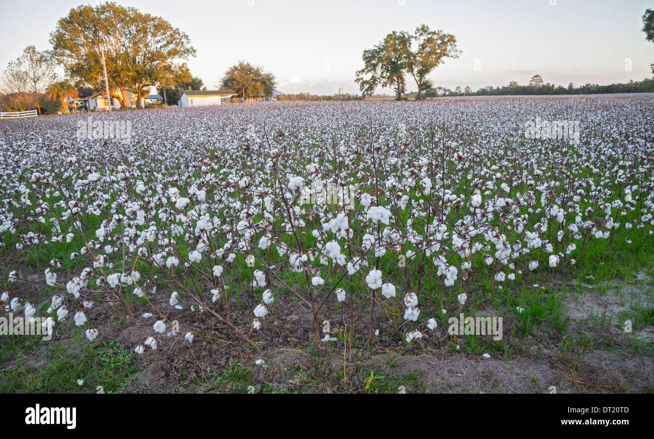 Cotton farming returns to Florida as here in the North Florida town of