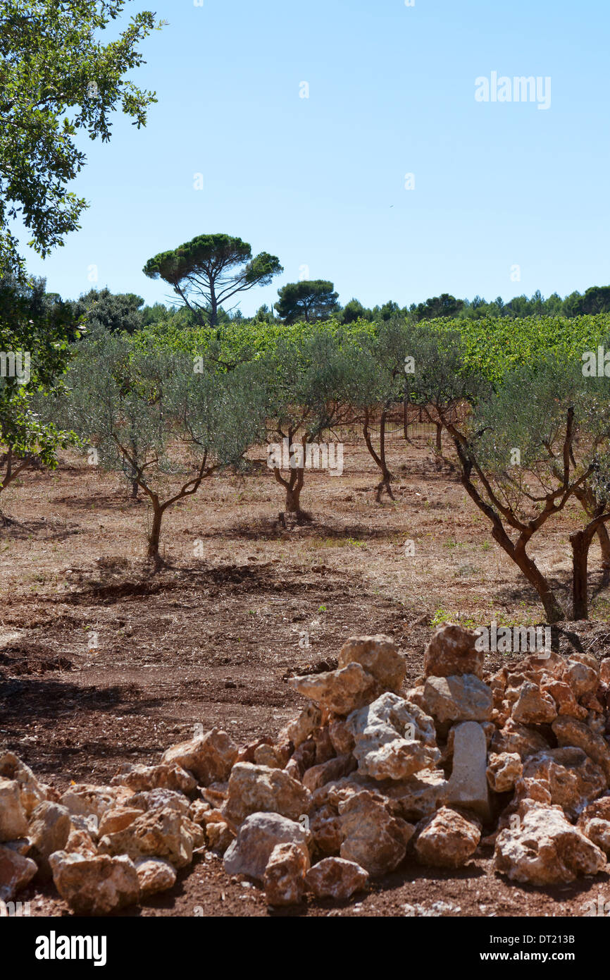 Olive trees and france hires stock photography and images Alamy