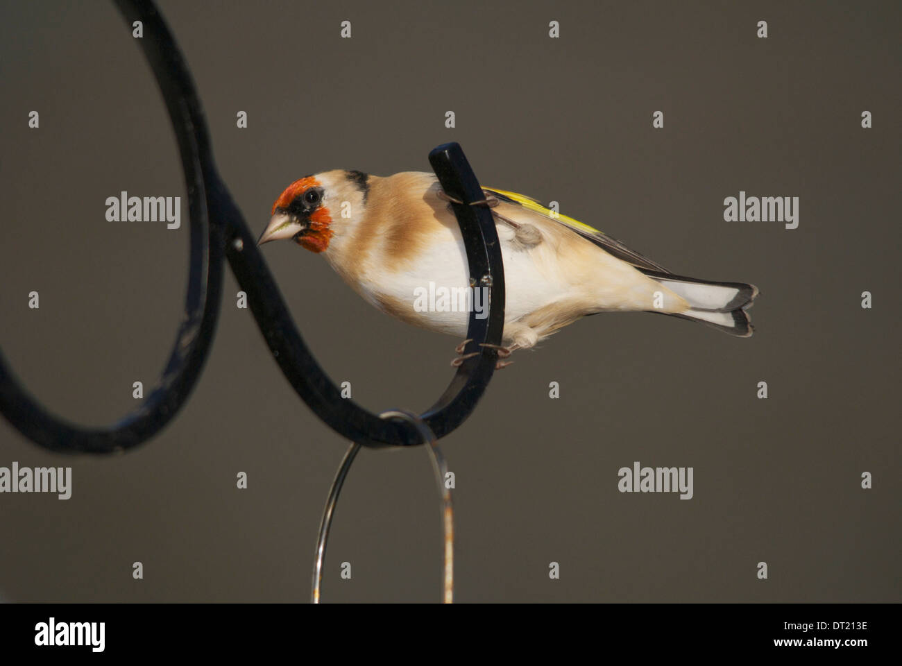 Goldfinch Perched On Wrought Iron Bird Feeder Stand Waiting To Fly