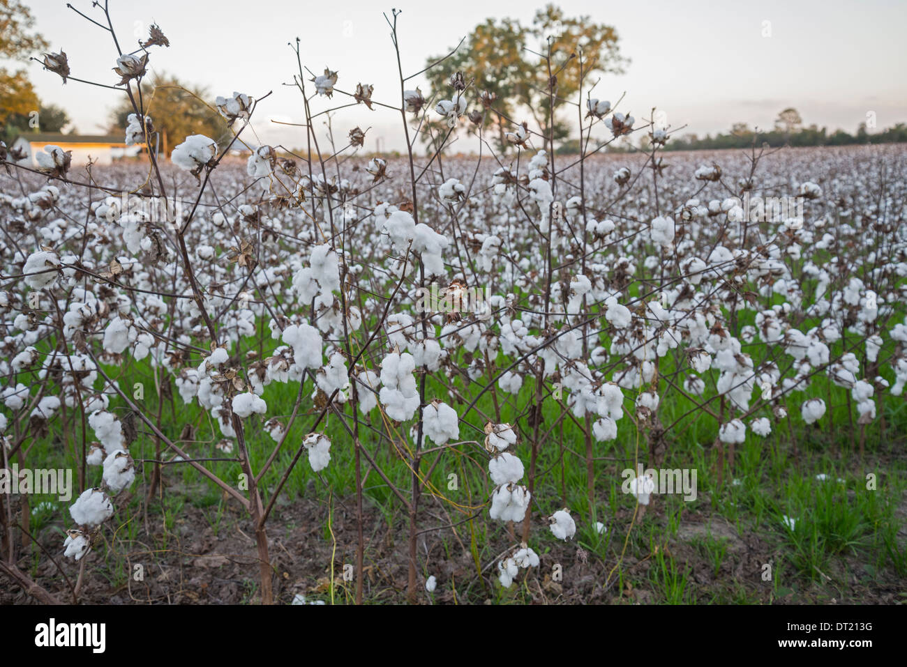 Cotton farming returns to Florida as here in the North Florida town of