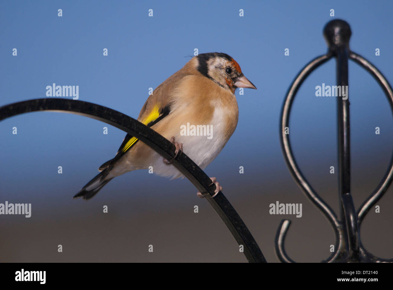Goldfinch Perched On Wrought Iron Bird Feeder Stand Waiting To Fly