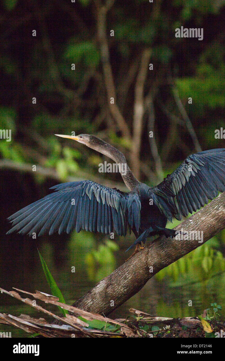 Anhinga or Snake Bird (Anhingha anhinga). Wings drying in the sun after a period of immersion whilst fishing. Costa Rica. Stock Photo