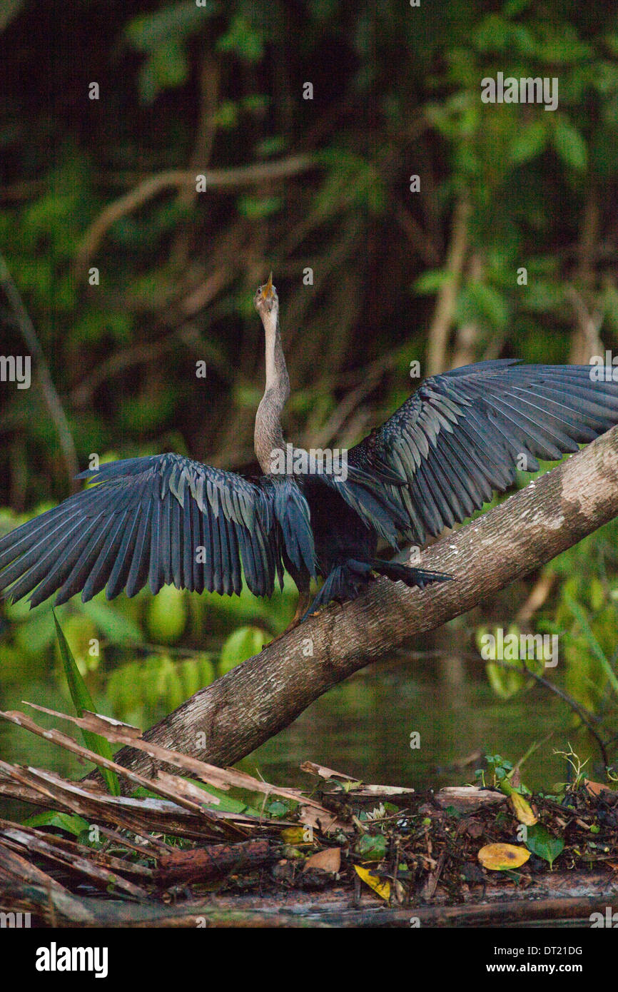 Anhinga or Snake Bird (Anhingha anhinga). Wings drying in the sun after a period of immersion whilst fishing. Costa Rica. Stock Photo