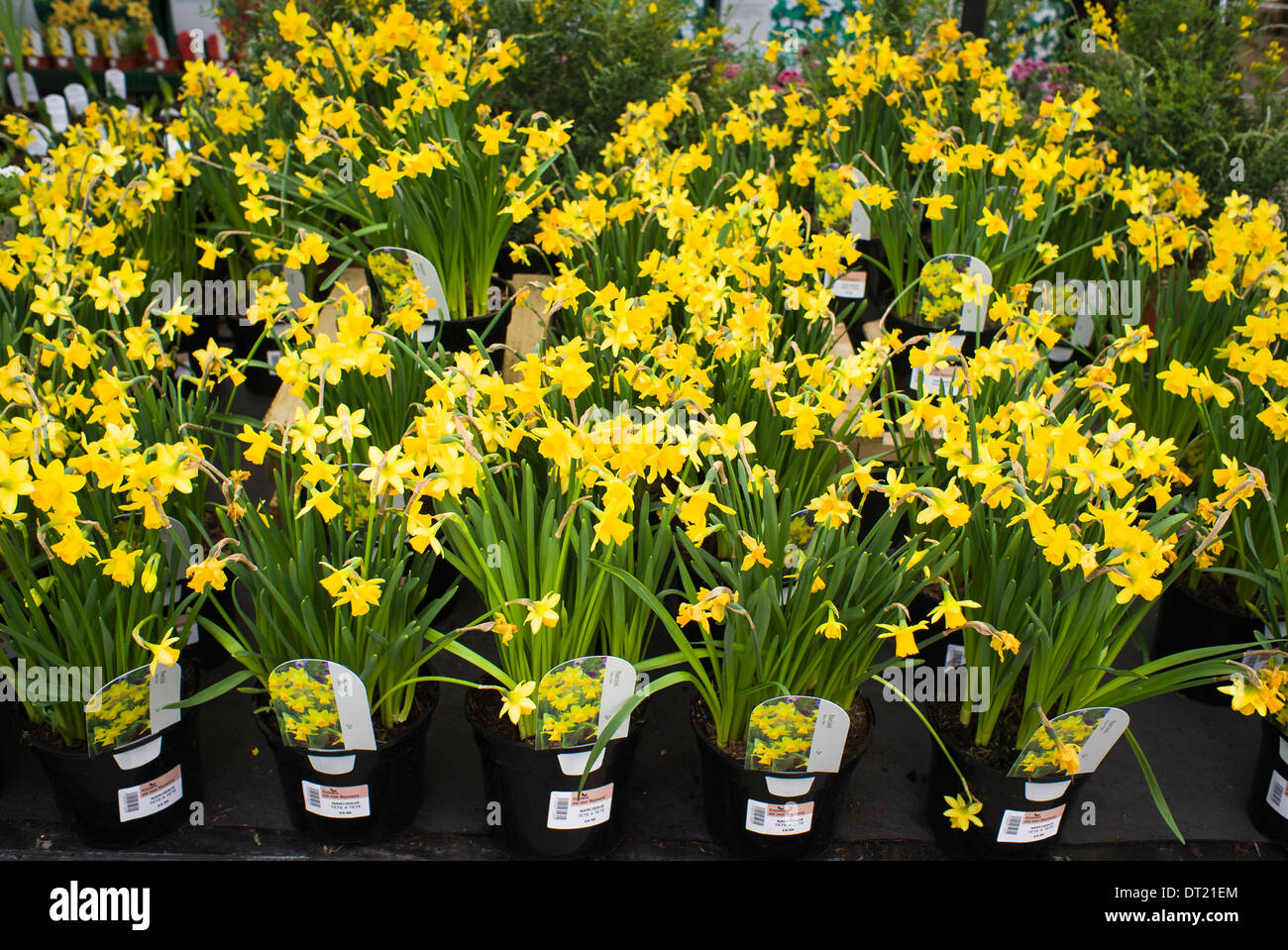 TeteaTete narcissus plants for sale in garden centre Stock Photo Alamy