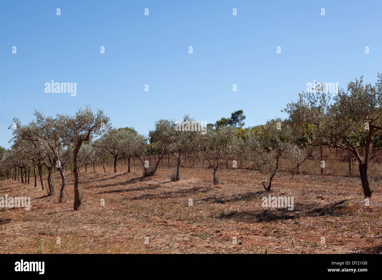 Olive trees and france hires stock photography and images Alamy