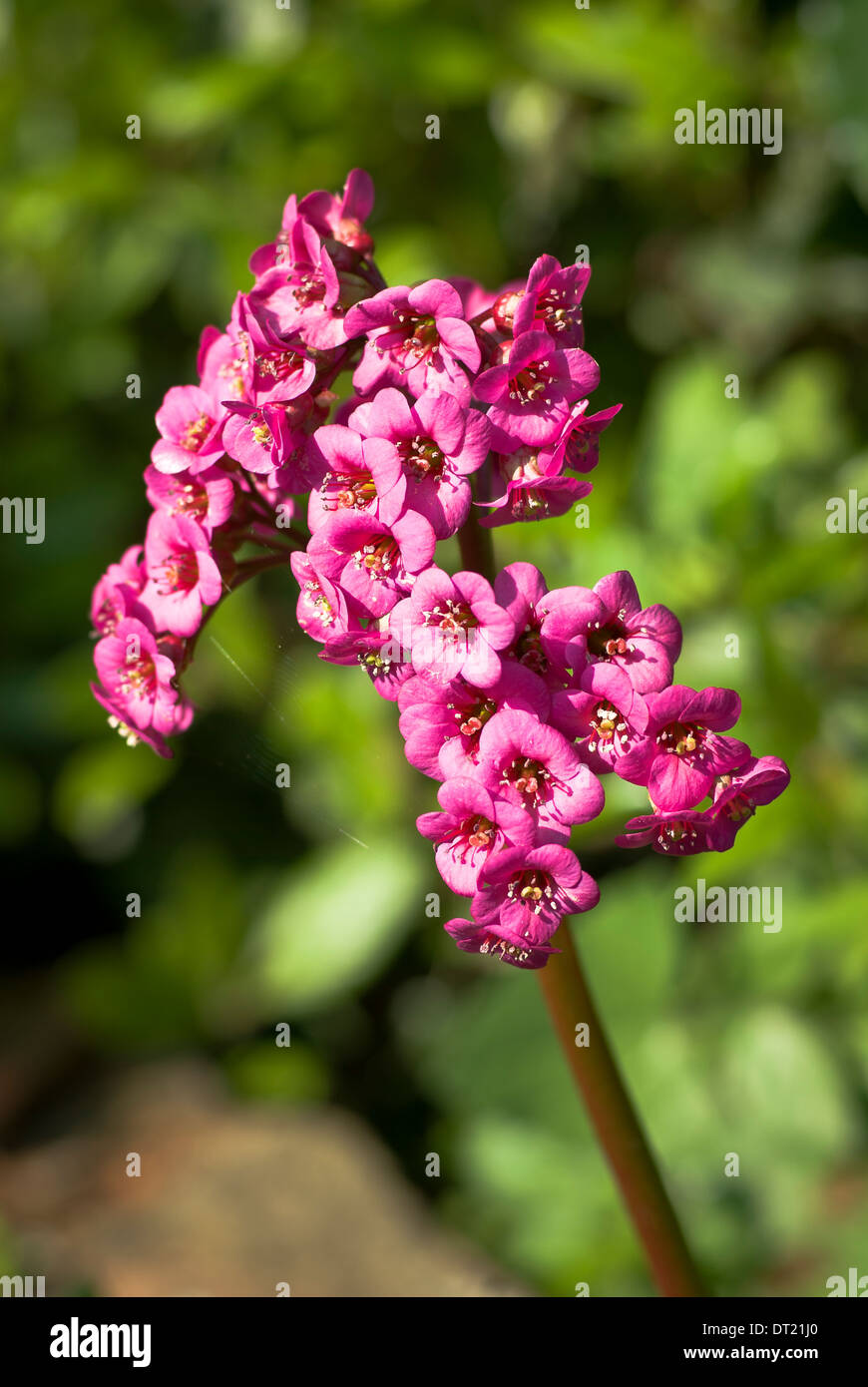 Pink BERGENIA flower Stock Photo