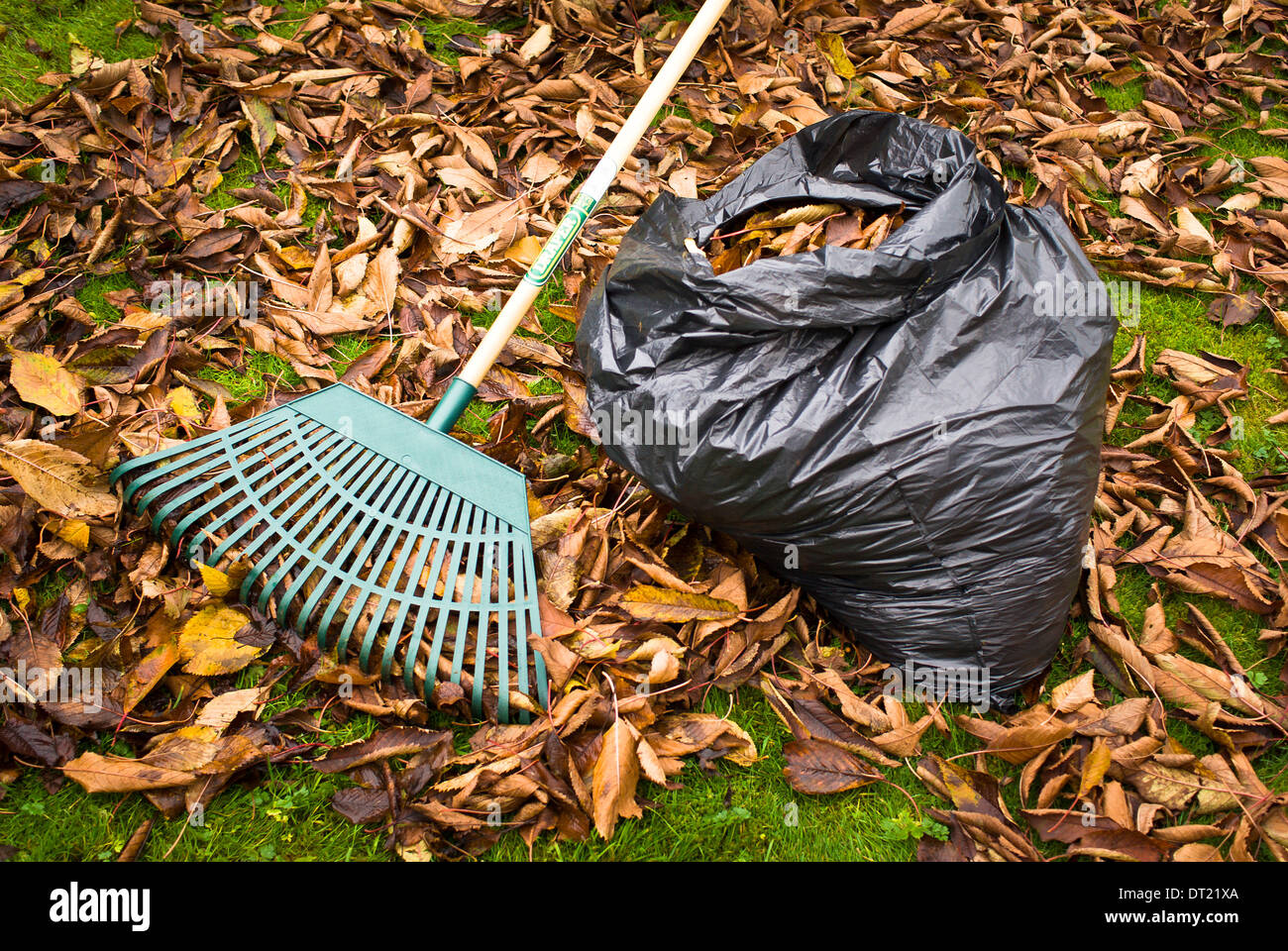 Rest period during raking and collecting cherry tree leaves for composting in black bin bags in
