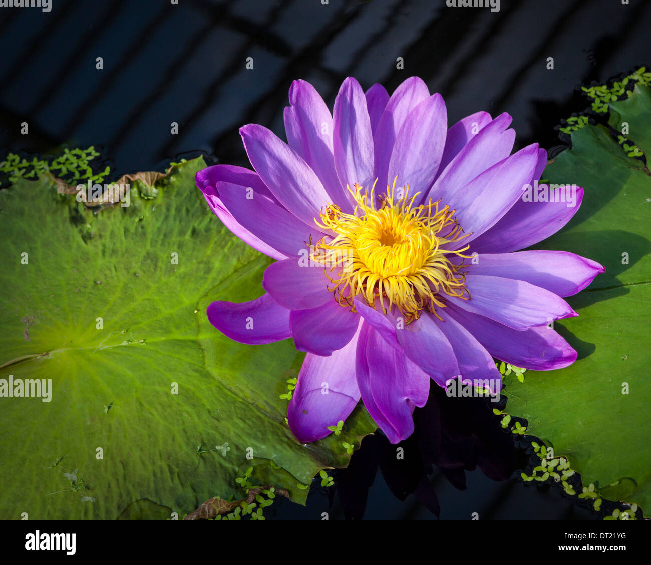 Mauve Water Lily flower on pond in Water Lily House at Royal Botanic