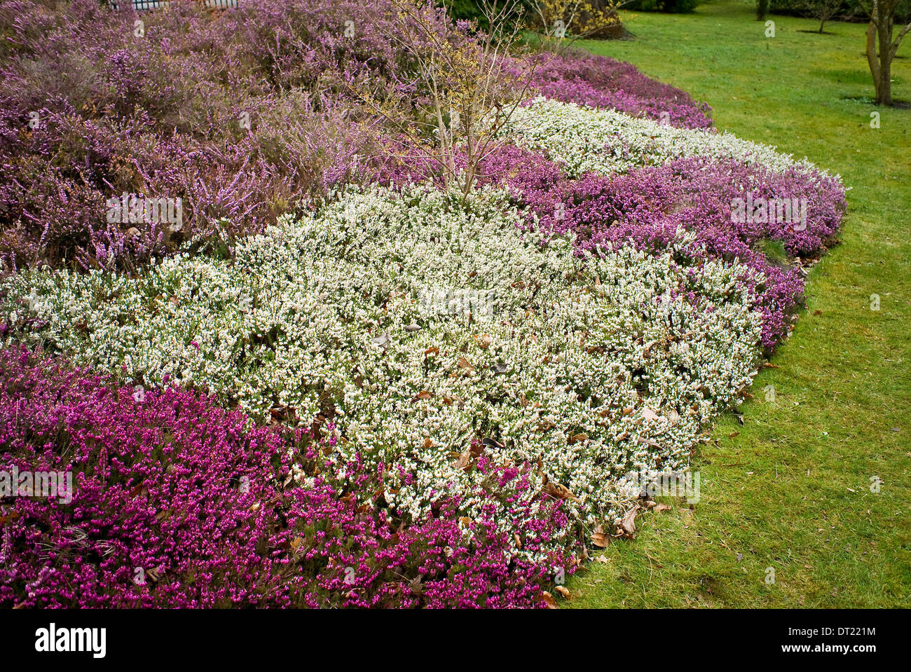 Colourful bed of flowering erica plants in early Spring in UK Stock Photo