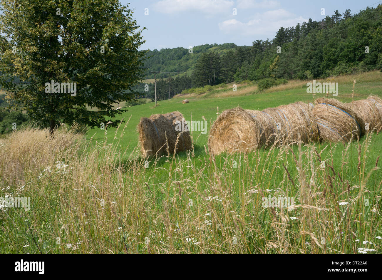 Some hay rolls in a meadow Stock Photo - Alamy