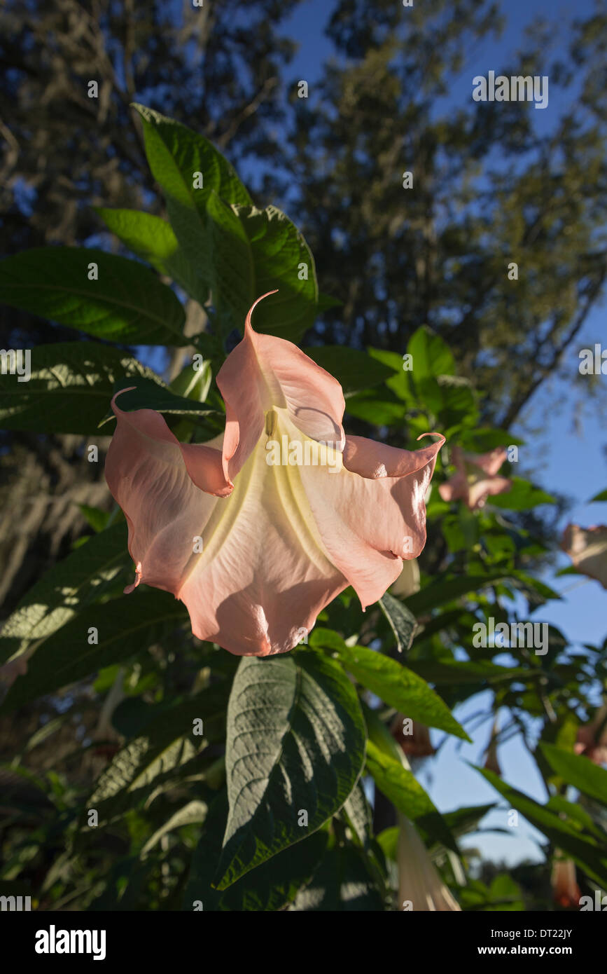 Trumpet or Angel flower of the Brugmansia plant is beautiful but contains highly toxic and hallucinogenic properties if ingested Stock Photo