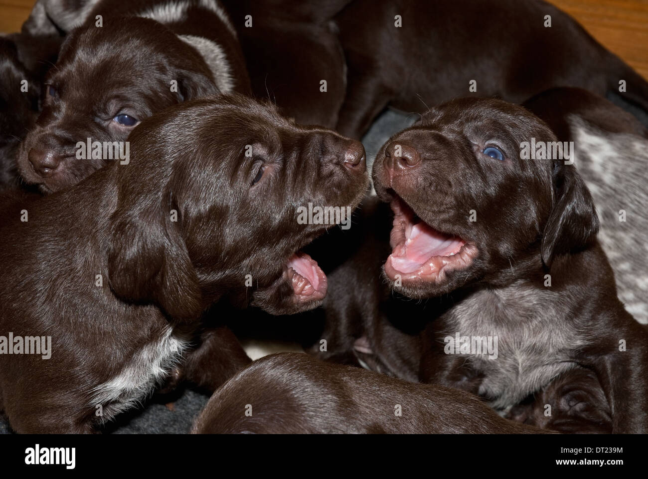 Three-week old German Short-haired Pointer Puppies play-fighting Stock Photo