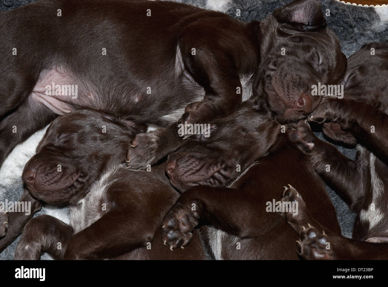A Litter Of Three Week Old German Short Haired Pointer Puppies