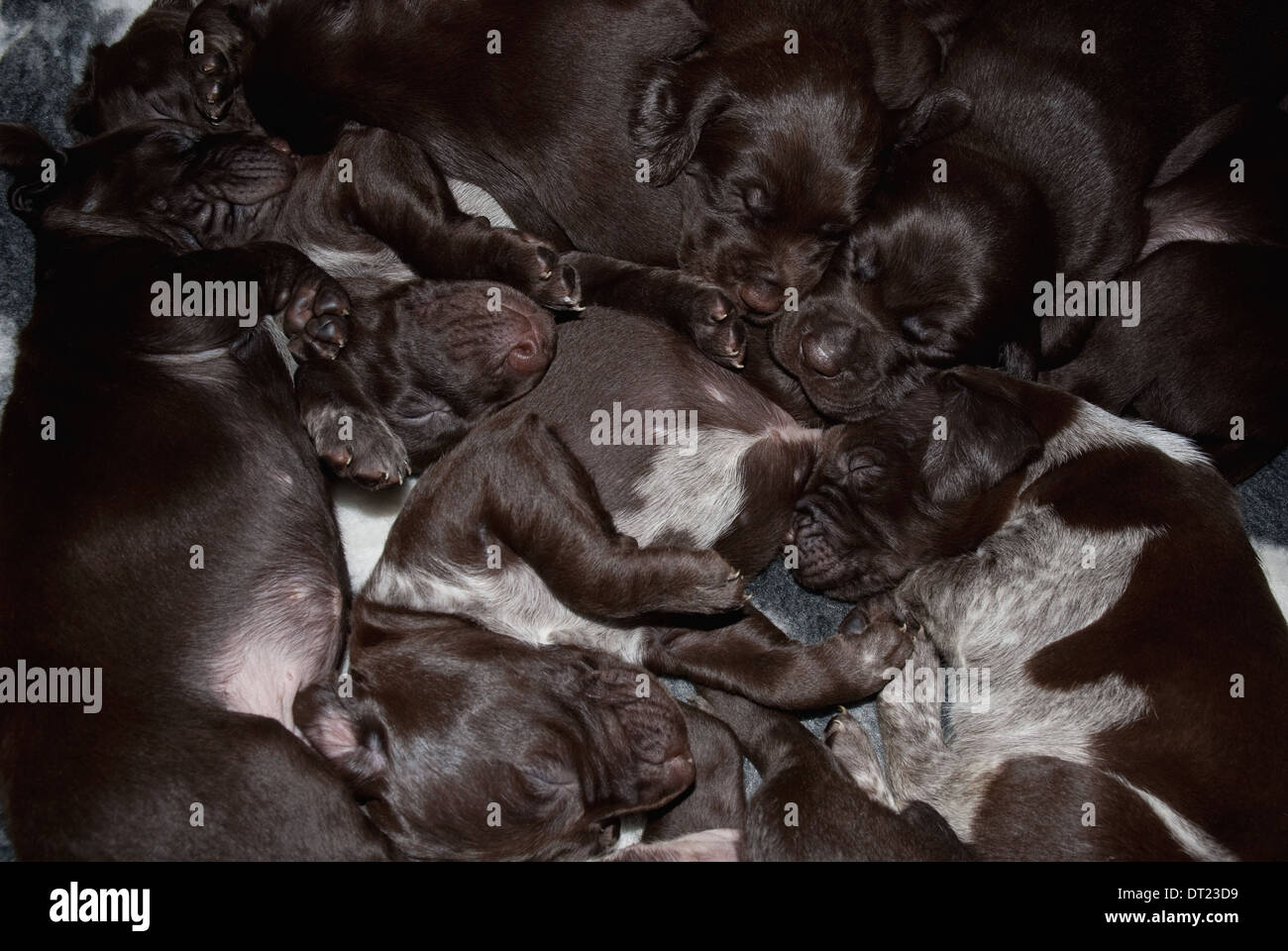 German Shorthaired Pointer Solid Liver High Resolution Stock Photography And Images Alamy