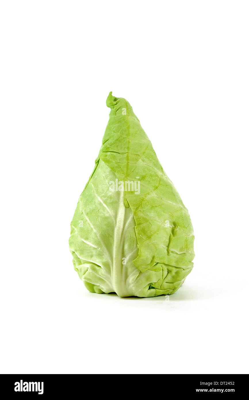 Green cabbage conical shape isolated on a white background Stock Photo