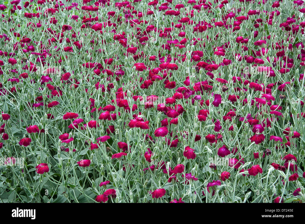 Purple flowers in a garden. Background Stock Photo - Alamy