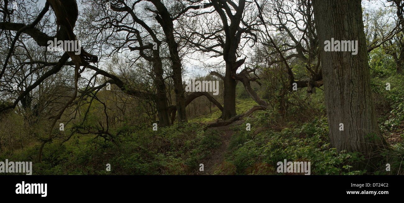100 year old oak hires stock photography and images Alamy
