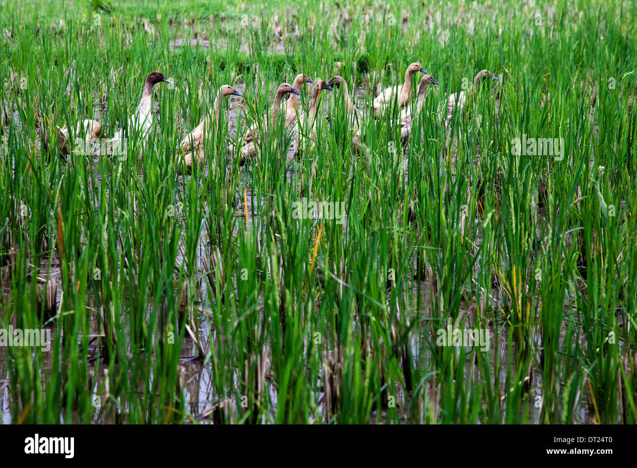 Rice paddy in Bali Stock Photo