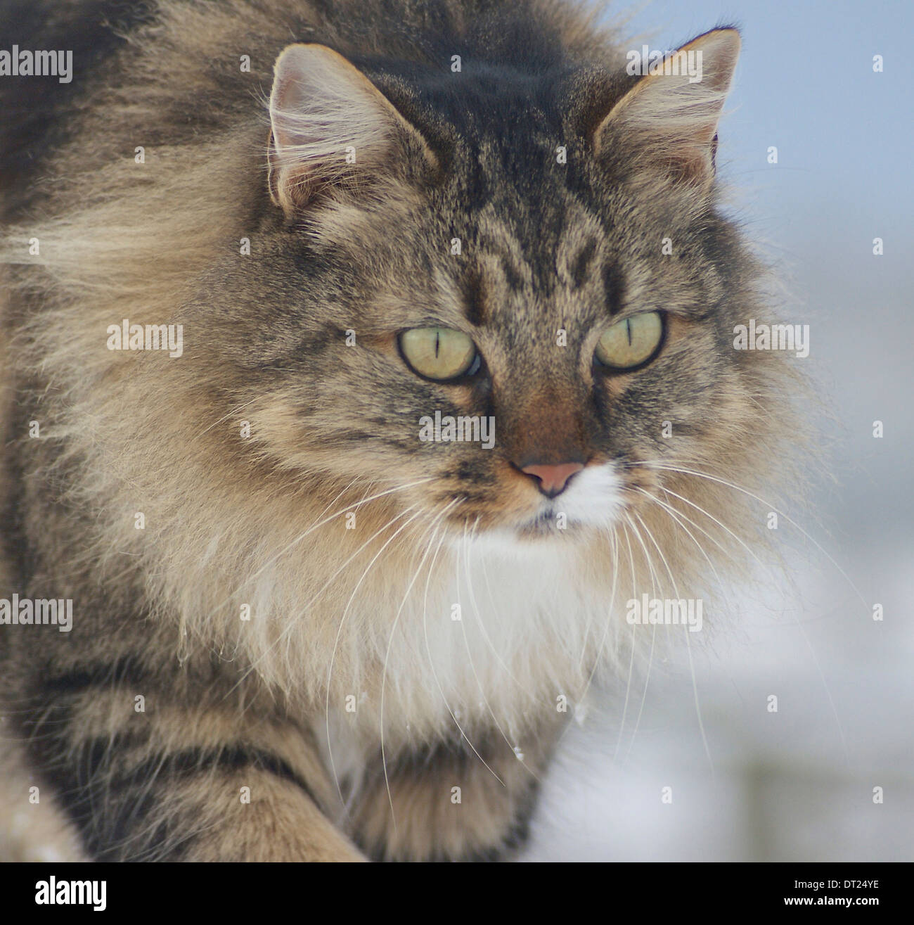 fluffy tabby