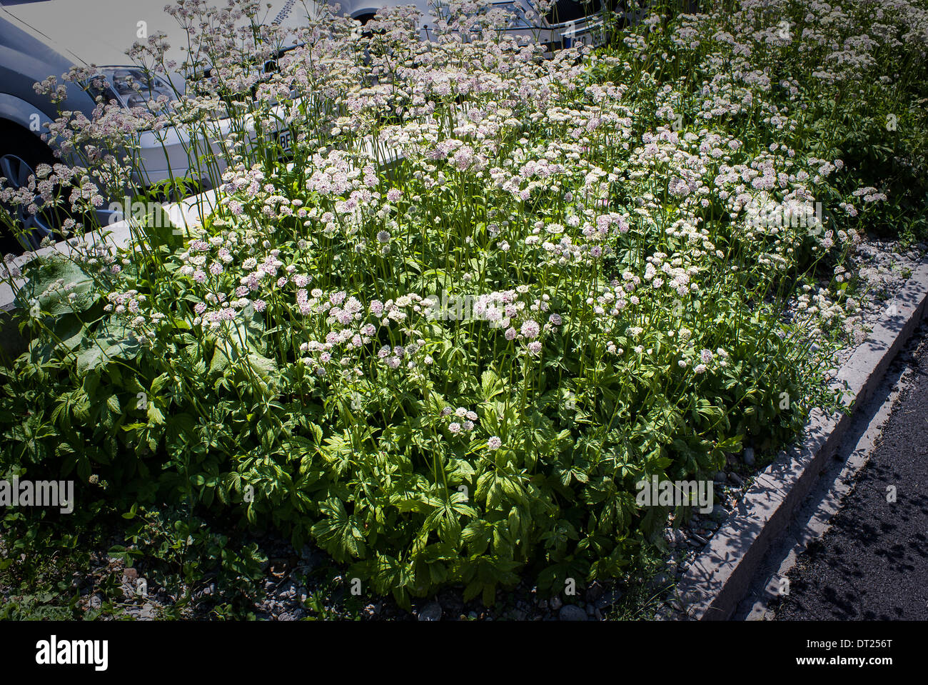 Flower bedding comprising Astrantia plants in flower in Switzerland Stock Photo