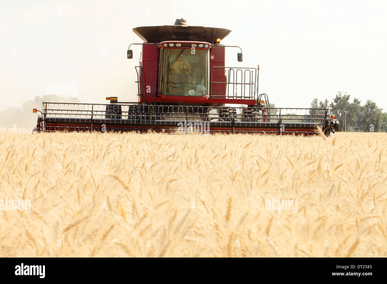 A combine harvesting ripe wheat in a fertile Idaho farm field. Stock Photo