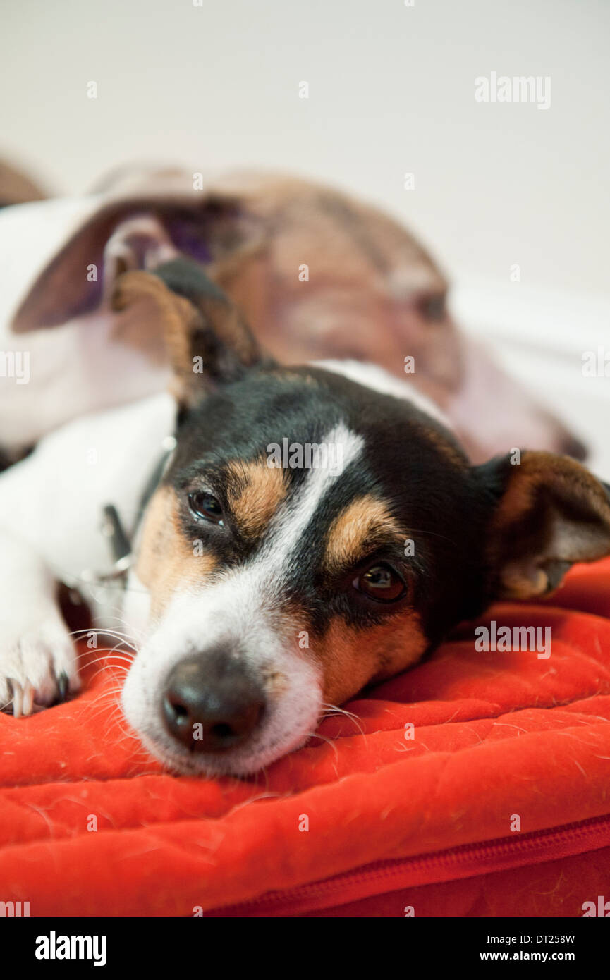 Jack Russel Dog with Whippet in background, Lying Down on Red Dog Cushion Stock Photo