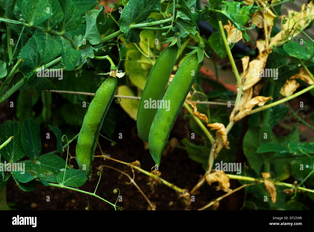 Pea plant with peas growing in the garden. Stock Photo
