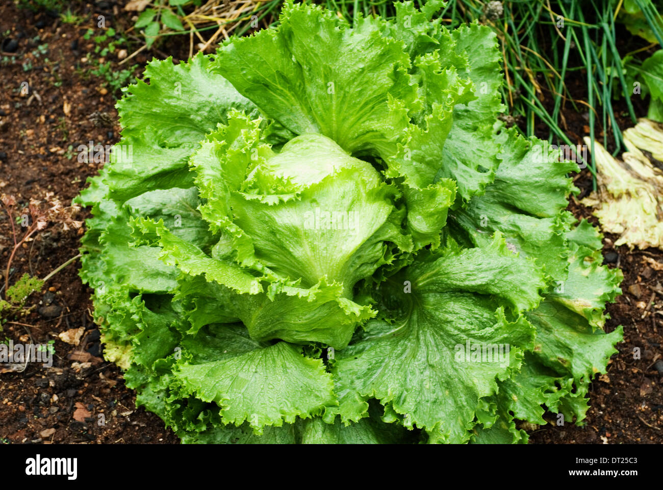Small veg gardens hires stock photography and images Alamy