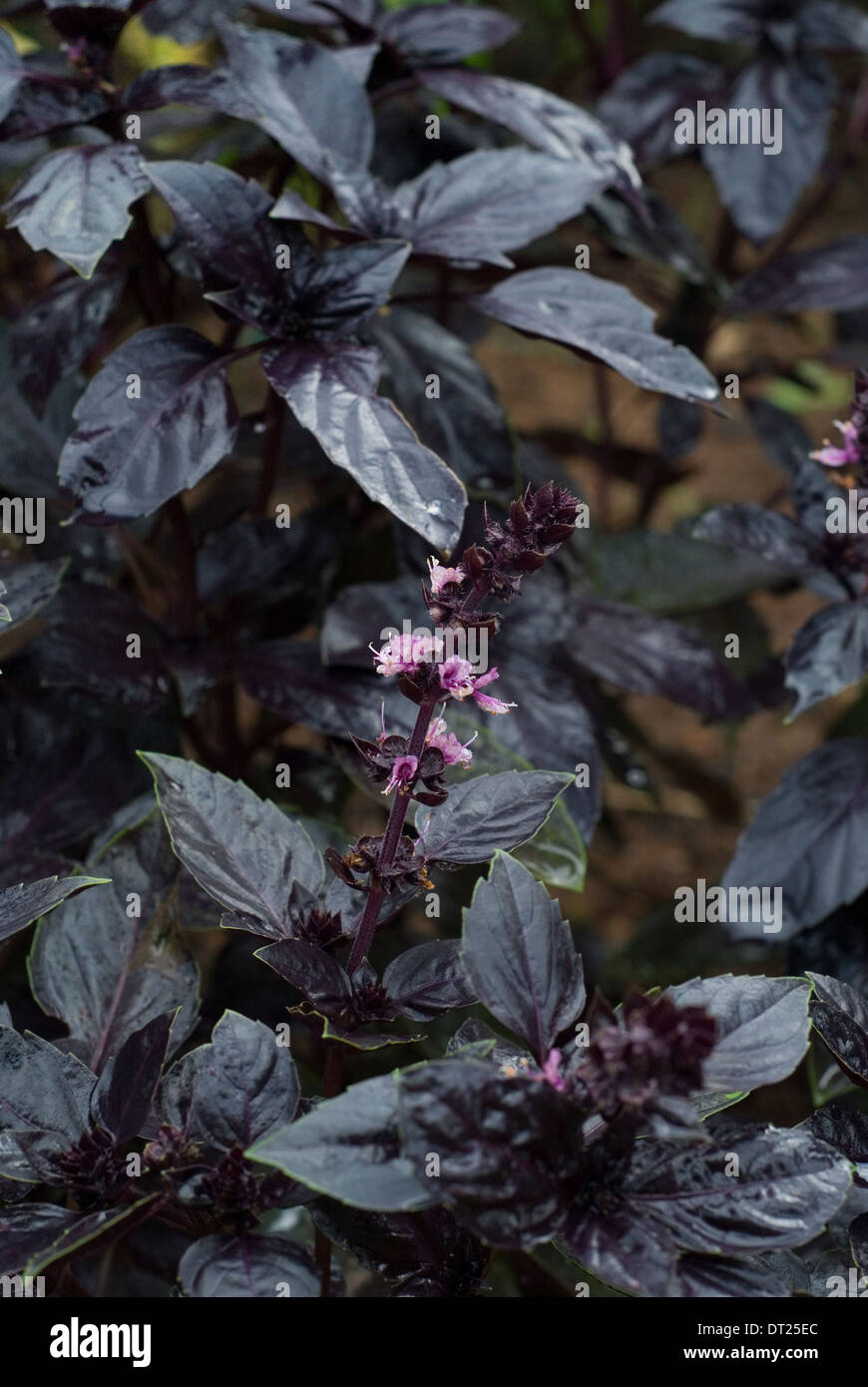Purple basil hires stock photography and images Alamy