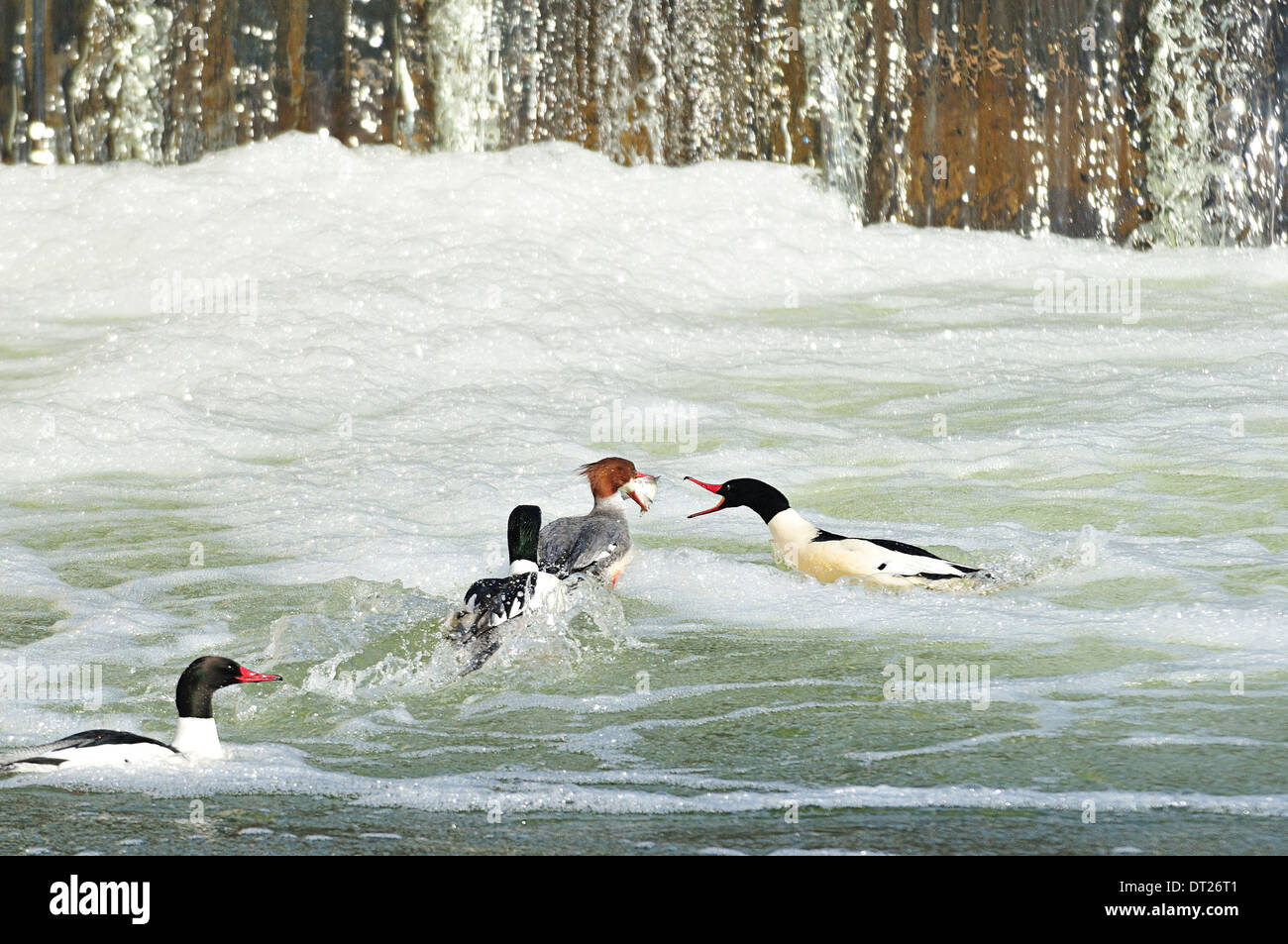 Female hooded merganser with fish in mouth being chased by males trying to steal her catch. Lophodytes cucullatus Stock Photo