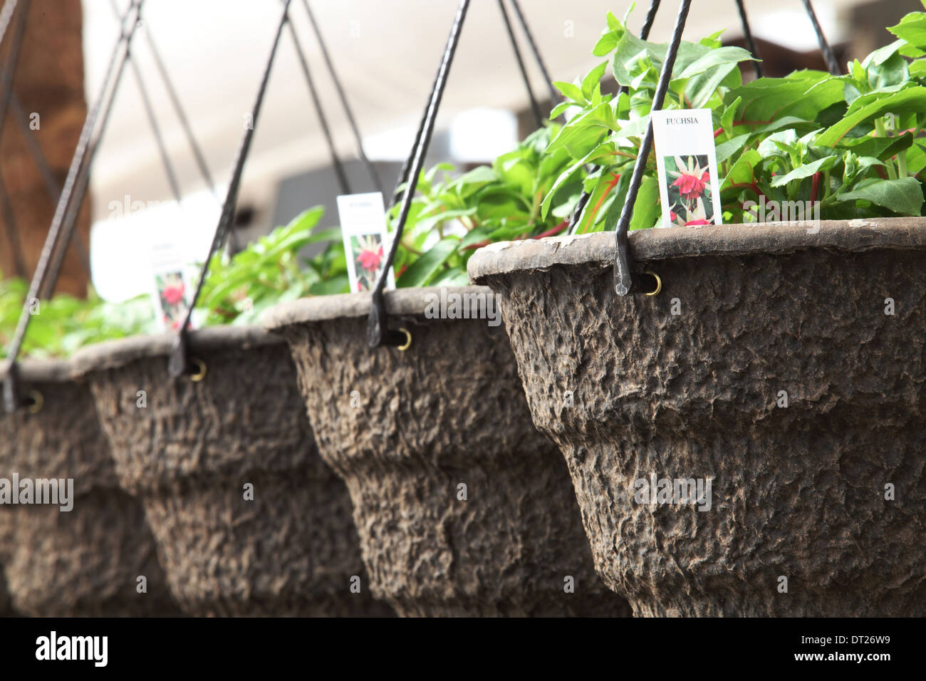 Baskets of flowers hanging in a nursery Stock Photo Alamy