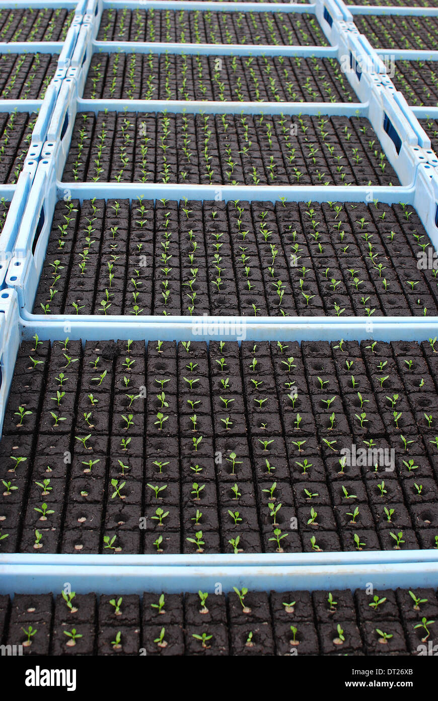 Lettuce production hires stock photography and images Alamy
