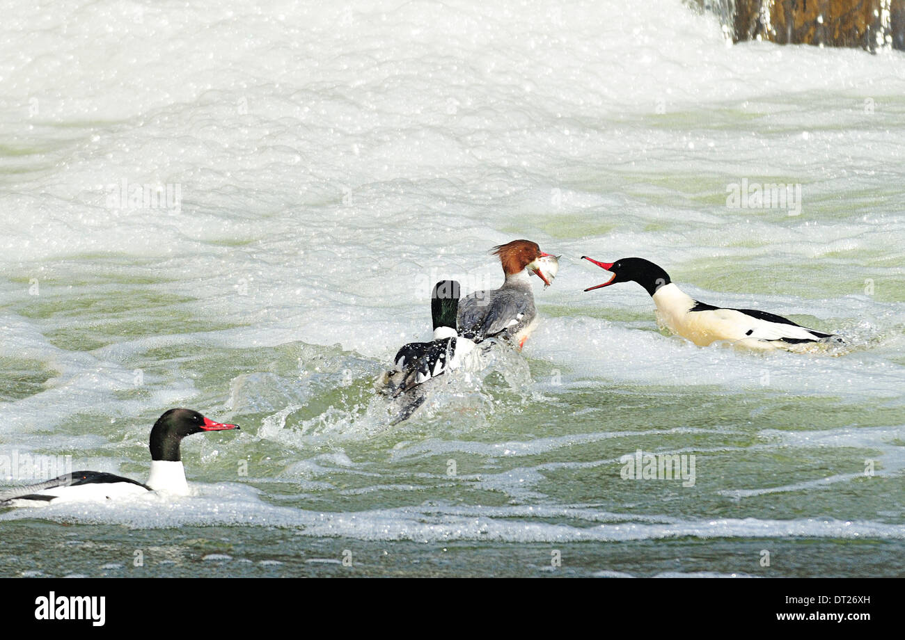 Female hooded merganser with fish in mouth being chased by males trying to steal her catch. Lophodytes cucullatus Stock Photo