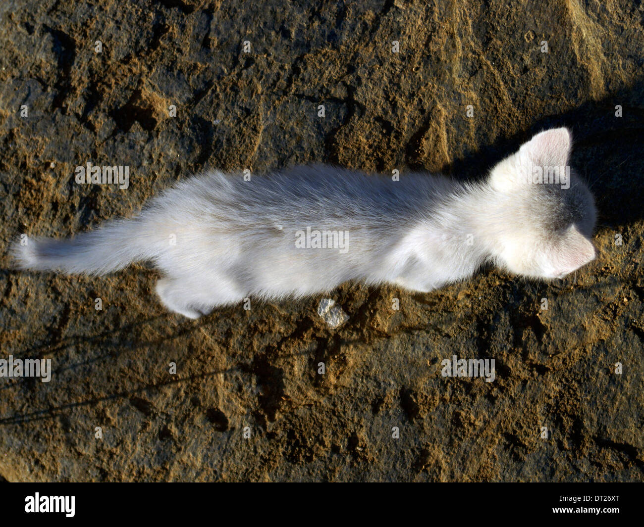 greece cyclades a photogenic stray white kitten Stock Photo