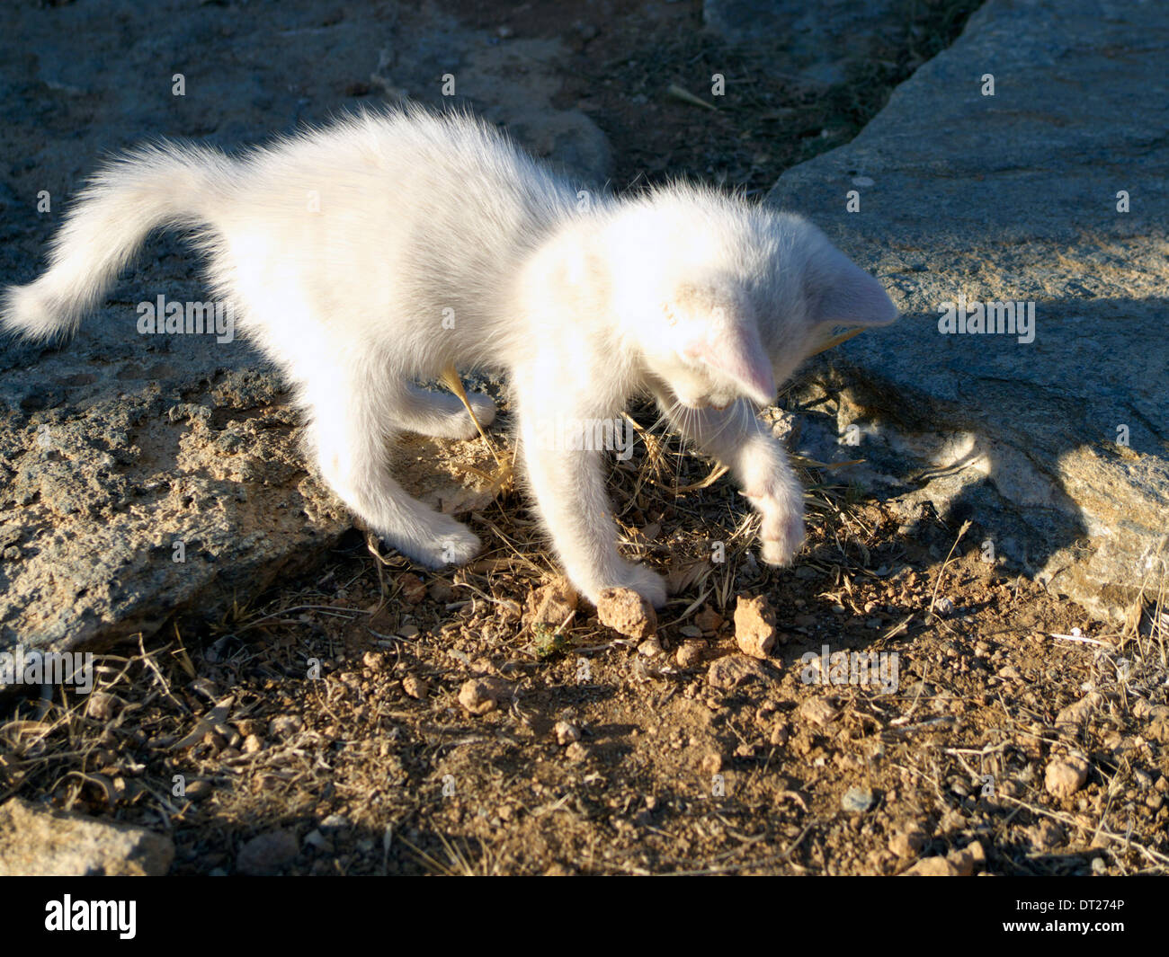 greece cyclades a photogenic stray white kitten Stock Photo
