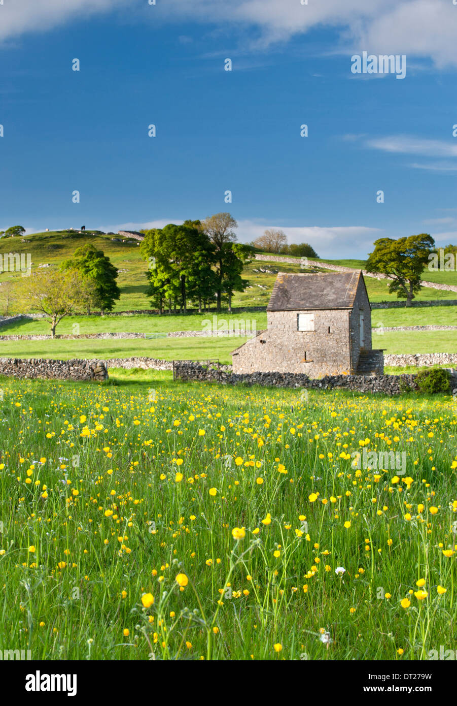 Buttercup Meadow & Stone Barn , Near Alstonefield, Peak District National Park, Derbyshire, England, UK Stock Photo