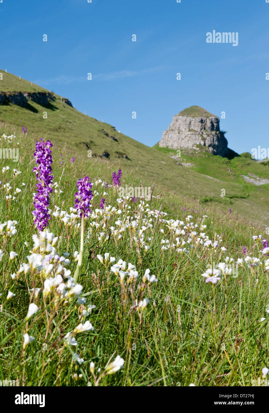 Early Purple Orchids & Peter's Stone, Cressbrook Dale, Peak District National Park, Derbyshire, England, UK Stock Photo