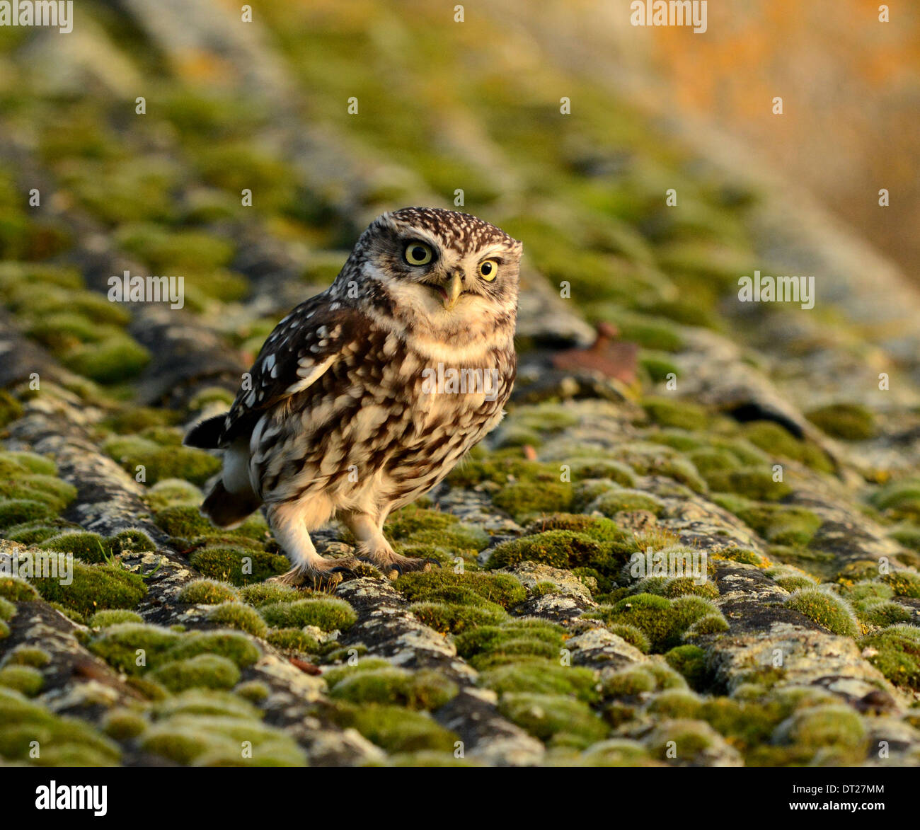 Little Owl (Athene noctua) on the roof of a disused building Stock